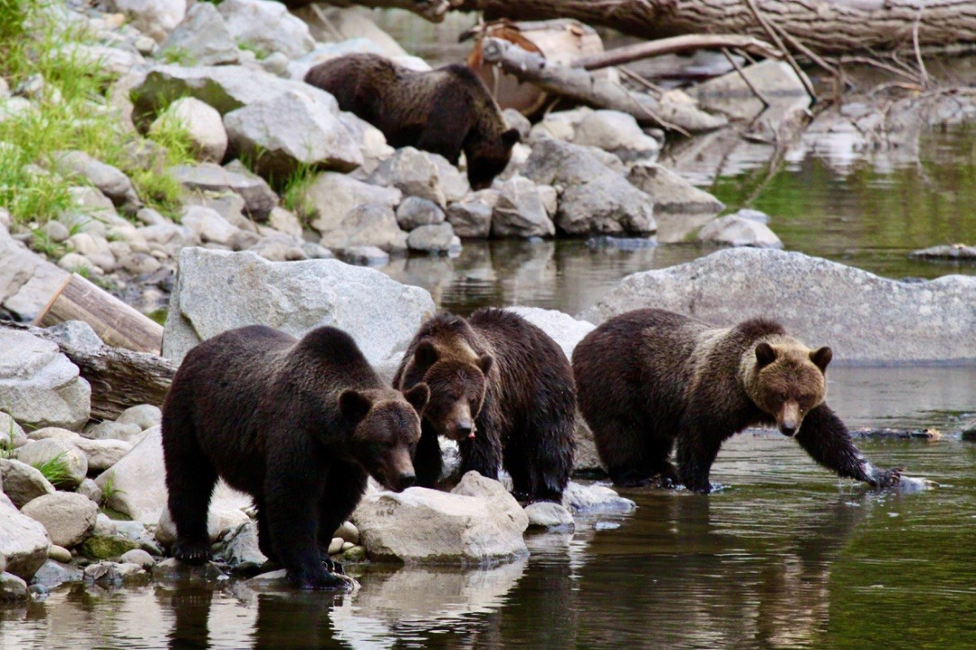 Great Bear Chalet – Tourism Bella Coola